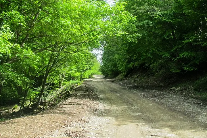 Exploring the Shamakhi Forests